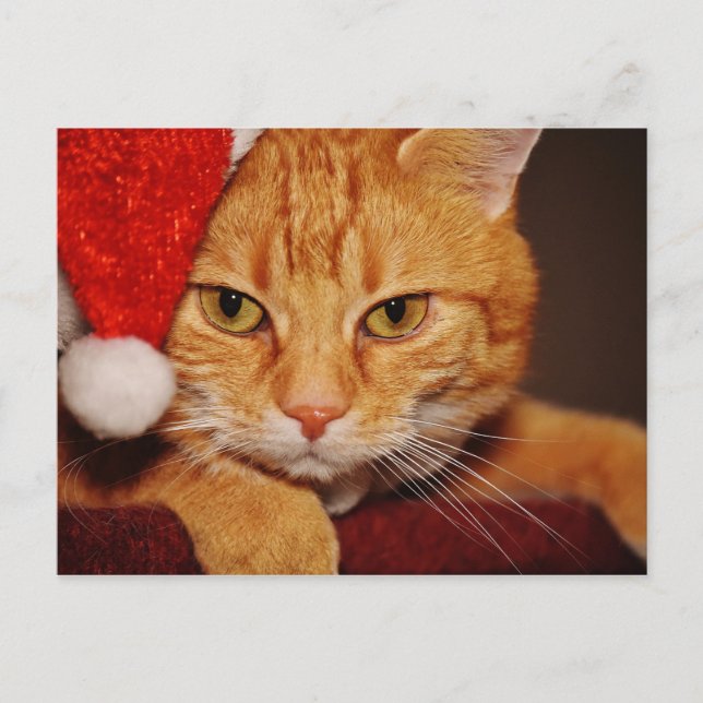 Orange Santa Kattunge: God jul från Katten Helg Vykort (Framsida)