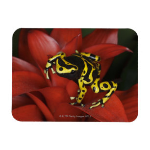 Orange satte band pilgrodaDendrobates leucomelas Magnet