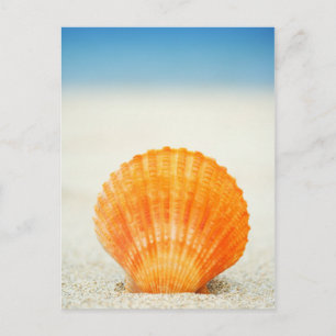 Orange Scallop-Snäckan står upprätt i stall Vykort