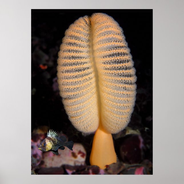 Orange Sea Pen med Quillback Rockfish Fine Art Poster (Framsidan)