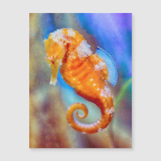 Orange Seahorse delight (Framsida)