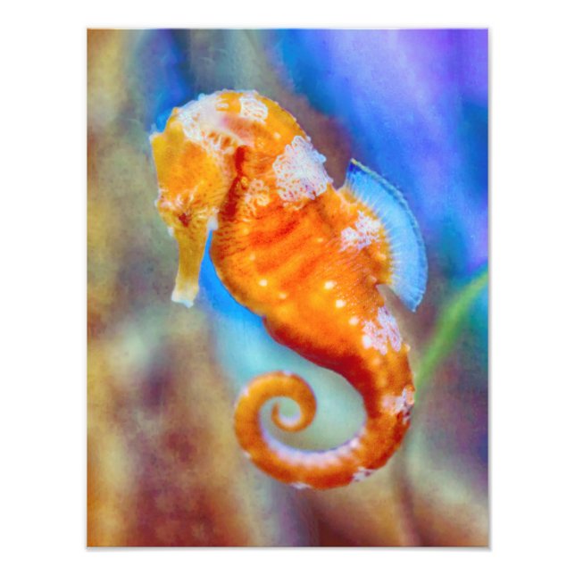 Orange Seahorse delight Fototryck (Framsidan)