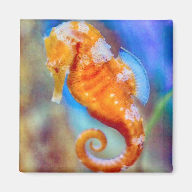 Orange Seahorse delight Magnet (Framsidan)