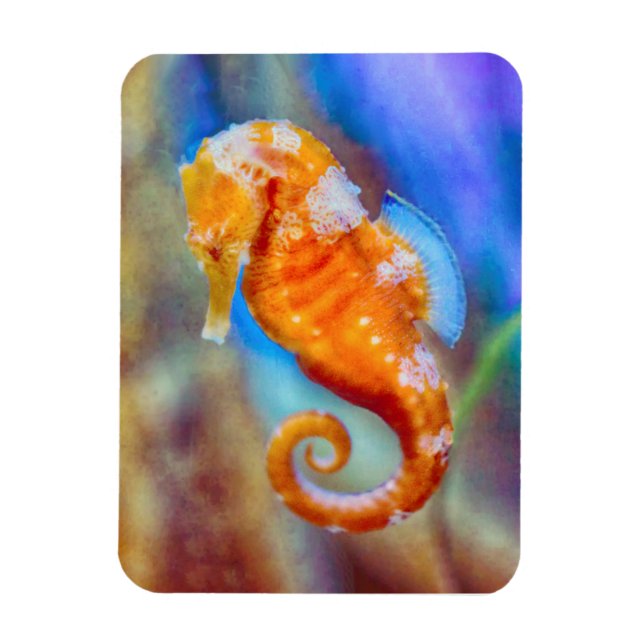 Orange Seahorse delight Magnet (Vertikal)