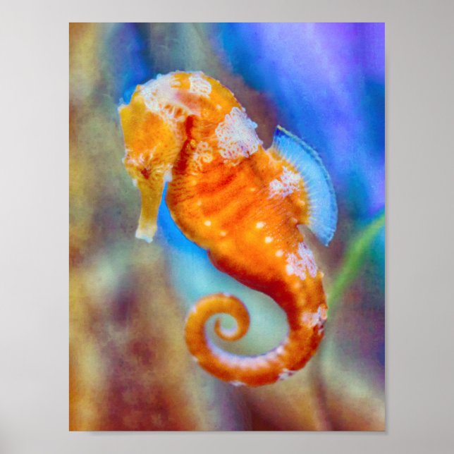 Orange Seahorse delight Poster (Framsidan)