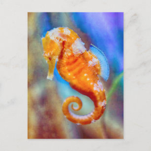 Orange Seahorse delight Vykort