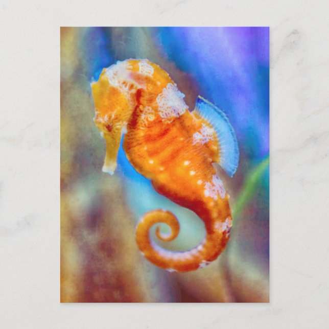 Orange Seahorse delight Vykort (Framsida)
