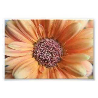 Orange Sherbet Daisy Fototryck
