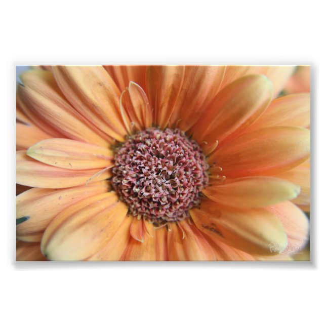 Orange Sherbet Daisy Fototryck (Framsidan)