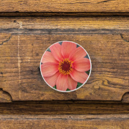 Orange Single Dahlia Blommigt Knopp