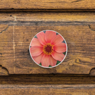 Orange Single Dahlia Blommigt Knopp