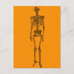 Orange Skeleton Skull Vykort