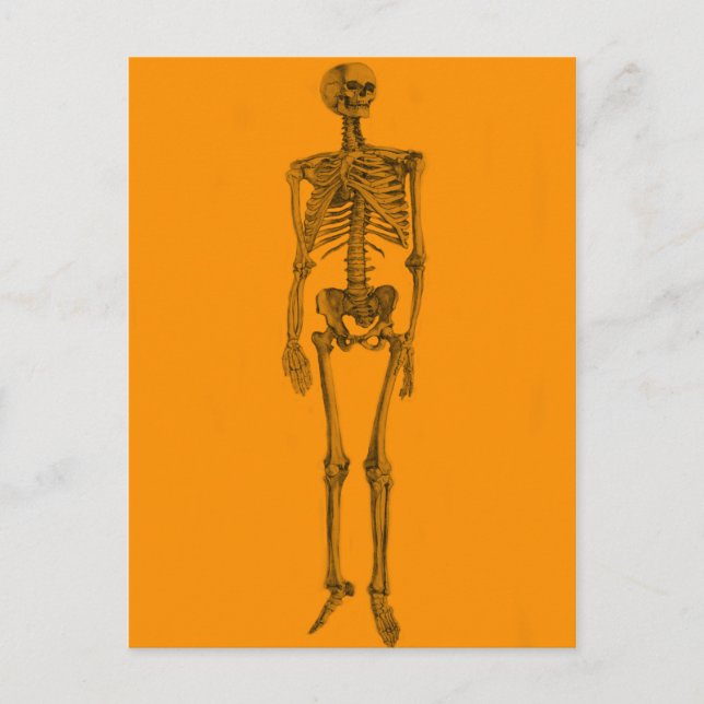 Orange Skelett Kalle Skull Vykort (Framsida)