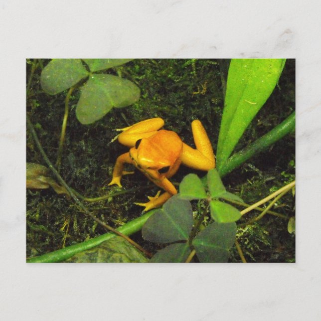 Orange skräckbilis Poison Dart Frog Postcard Vykort (Framsida)