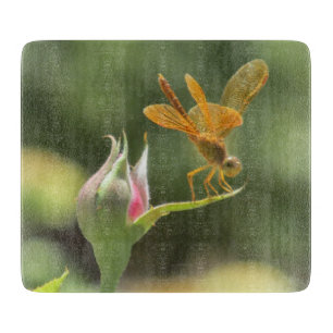 Orange slända på rosa rosenknopp