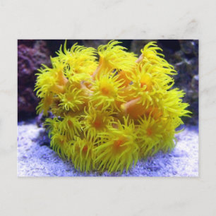 Orange Sol Coral Vykort