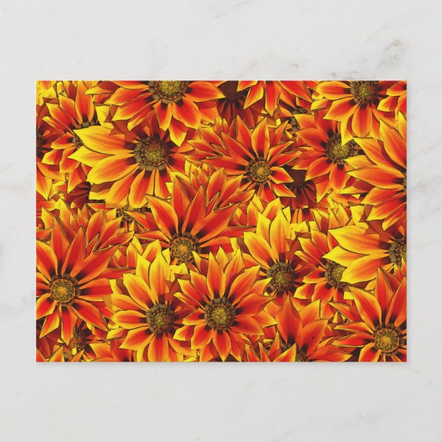 Orange Solblommor Vykort (Framsida)