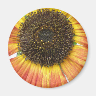 Orange Solrosoljetorn Magnet