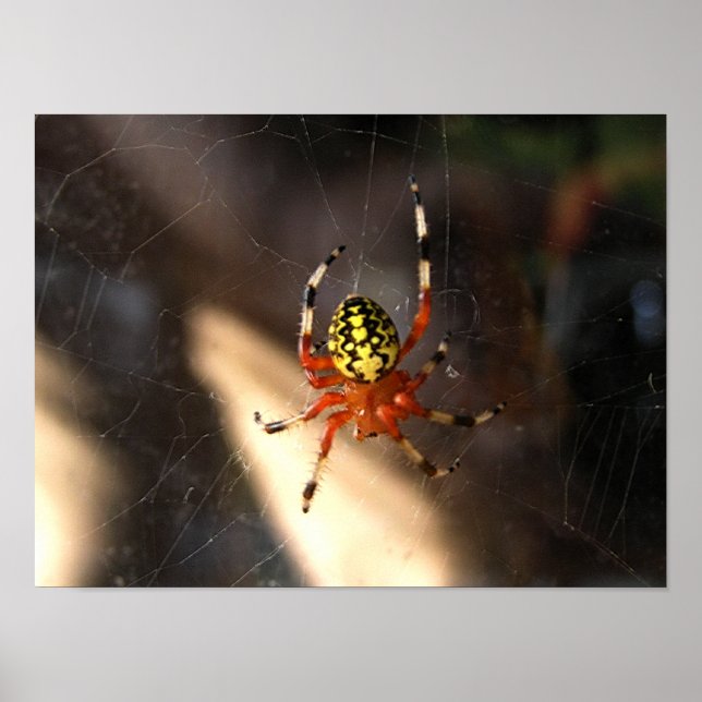 Orange Spider i Webben Poster (Framsidan)