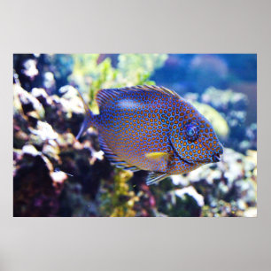 Orange Spoted Rabbit Fish Poster
