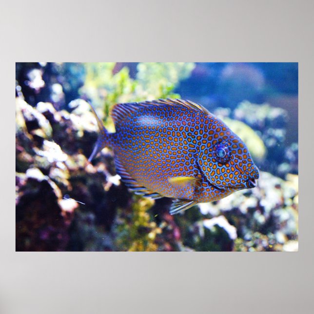 Orange Spoted Rabbit Fish Poster (Framsidan)