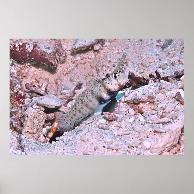 Orange Spoted Shrimp Goby II Poster (Framsidan)
