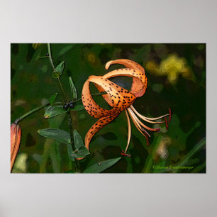"ORANGE SPOTTED TIGER LILY (PHOTOG). POSTER