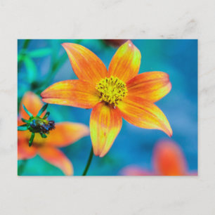Orange Star Blomma Vykort