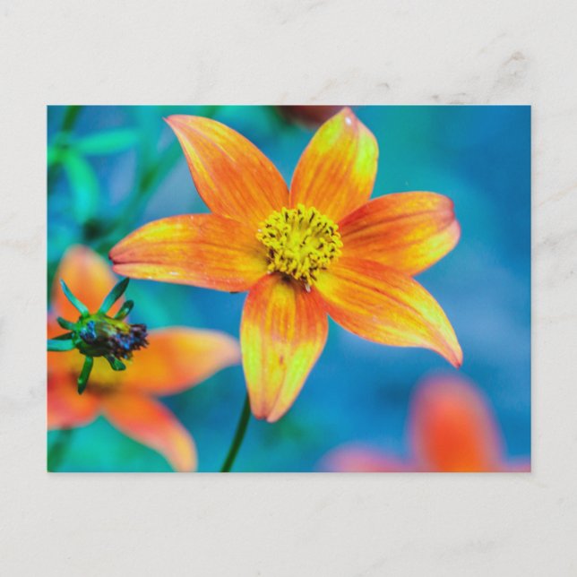 Orange Star Blomma Vykort (Framsida)
