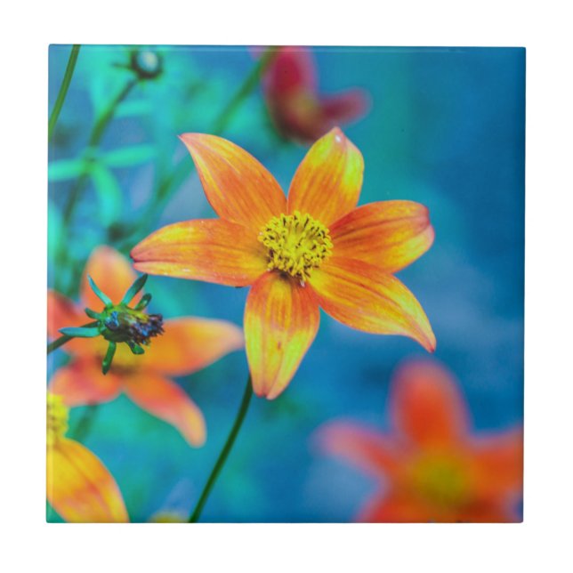 Orange Star Flower Kakelplatta (Framsidan)