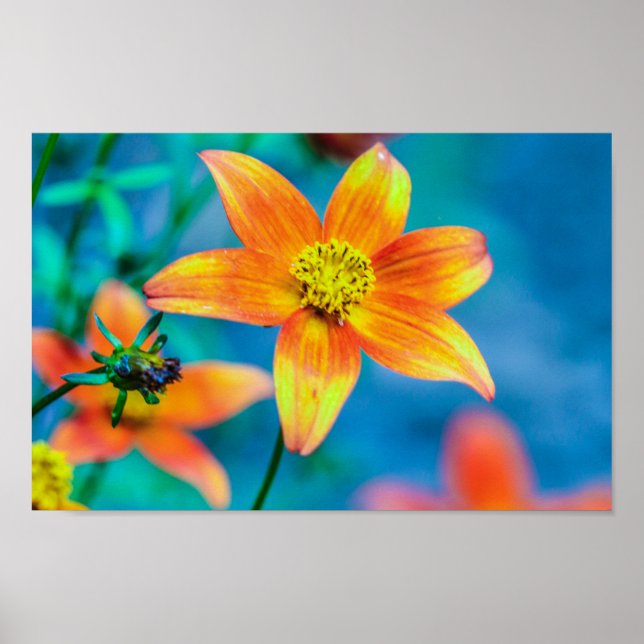 Orange Star Flower Poster (Framsidan)