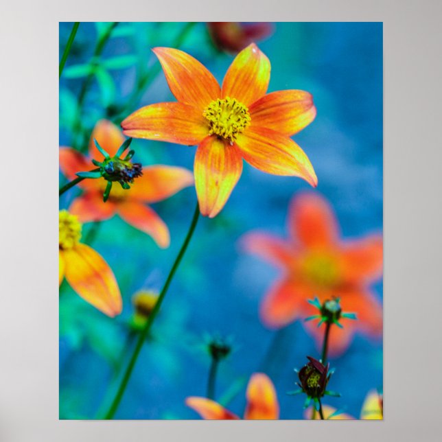 Orange Star Flower Poster (Framsidan)