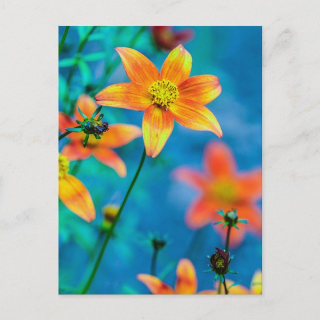 Orange Star Flower Vykort (Framsida)