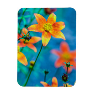 Orange Stjärna Blomma Magnet