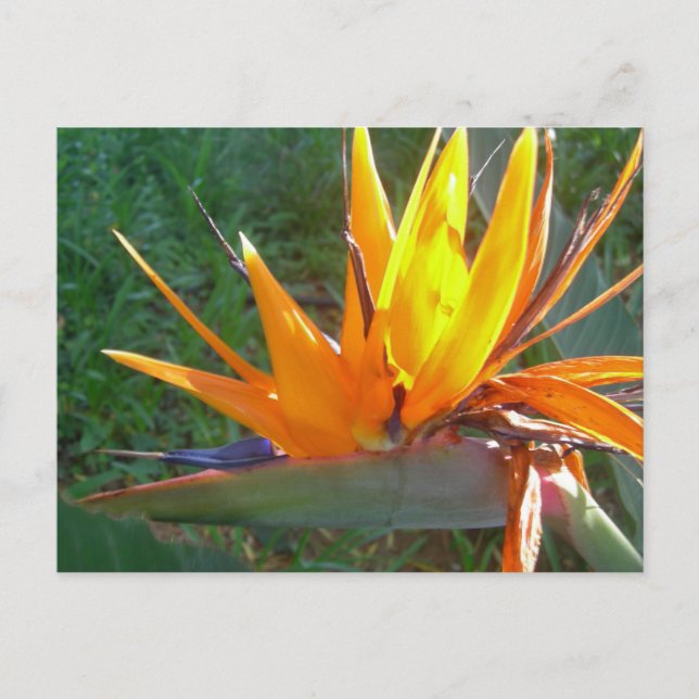 Orange Strelitzia Flower DIY-vykort Vykort (Framsida)