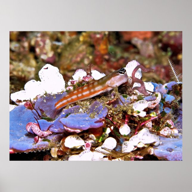 Orange Stripe Blenny Poster (Framsidan)