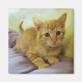 Orange stripe Tabby Kitten Magnet