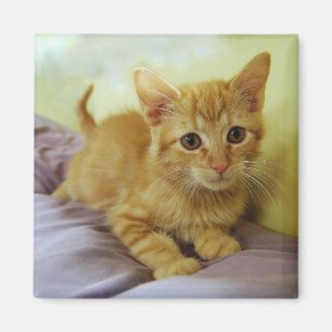 Orange stripe Tabby Kitten Magnet