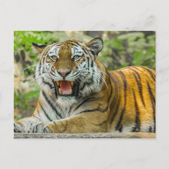 Orange, stripe-tiger vykort (Framsida)