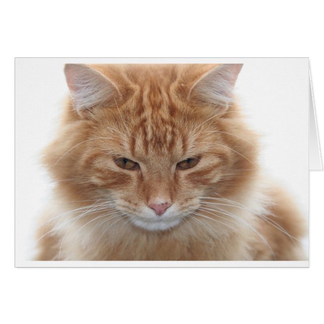 Orange strippad Tabby katt Hälsningskort (Framsidan Horizontal)