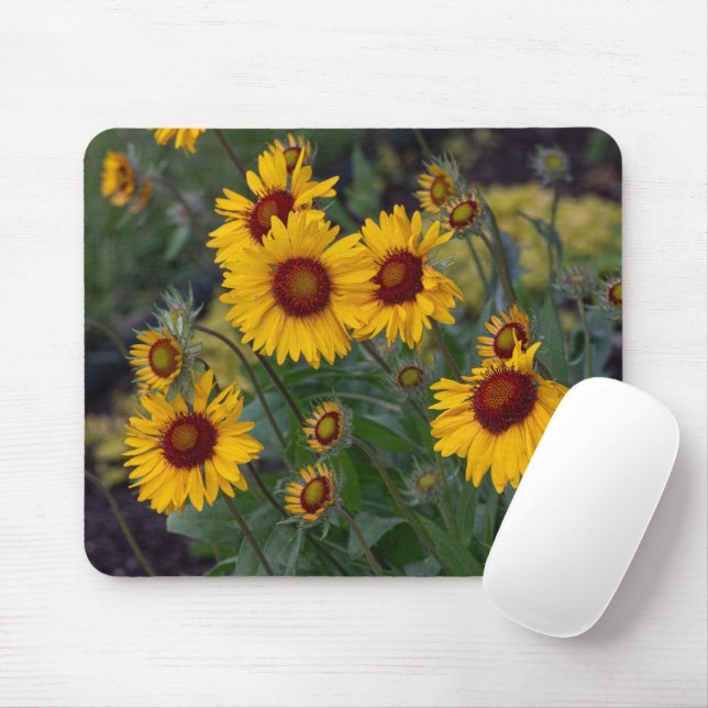 Orange Sunflowers, Bright Floral Photography Musmatta (Med mus)
