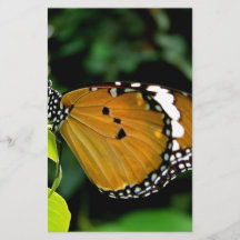 Orange, svart och vit fjäril på blad