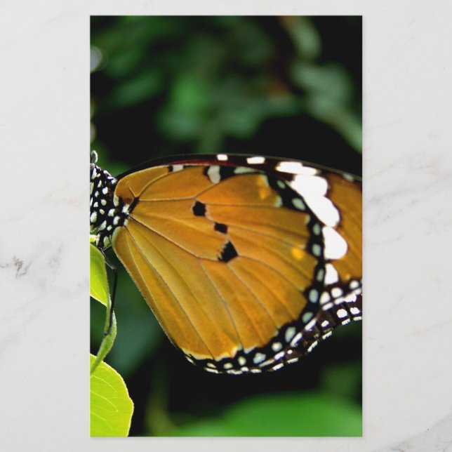 Orange, svart och vit fjäril på blad (Framsida)