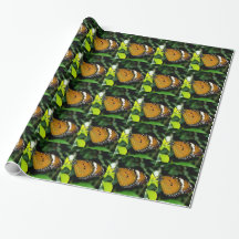 Orange, svart och vit fjäril på blad