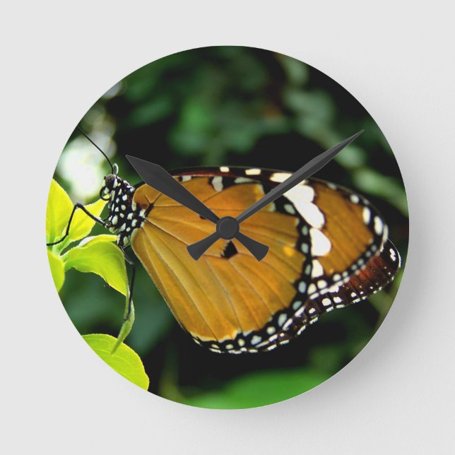 Orange, svart och vit fjäril på blad rund klocka (Framsida)