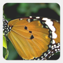 Orange, svart och vit fjäril på Löv Fyrkantigt Klistermärke