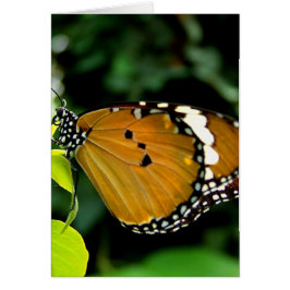 Orange, svart och vit fjäril på Löv Hälsningskort