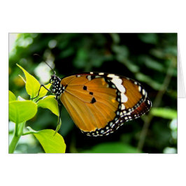 Orange, svart och vit fjäril på Löv Hälsningskort