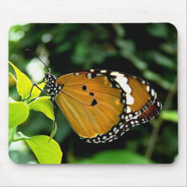 Orange, svart och vit fjäril på Löv Musmatta