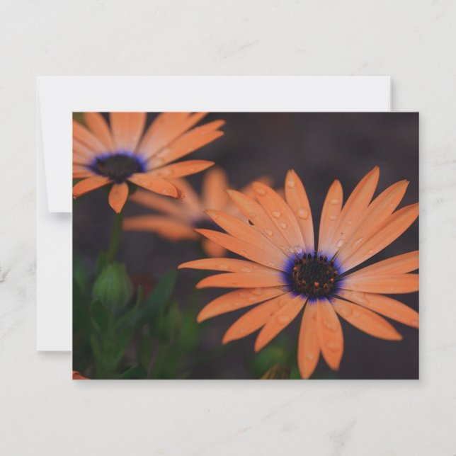 Orange Symphony (Framsida)